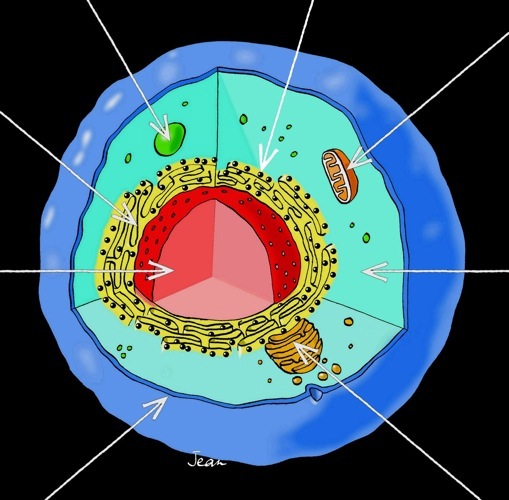 Cellule
